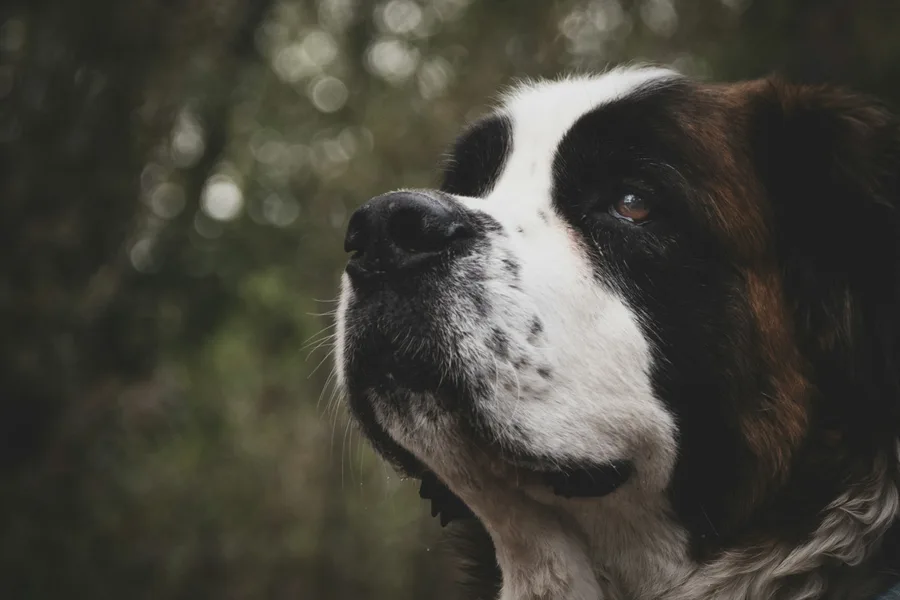 Barry of the St Bernard Pass