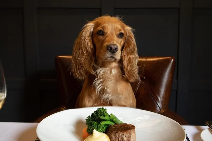 The World's Best Dog Menus