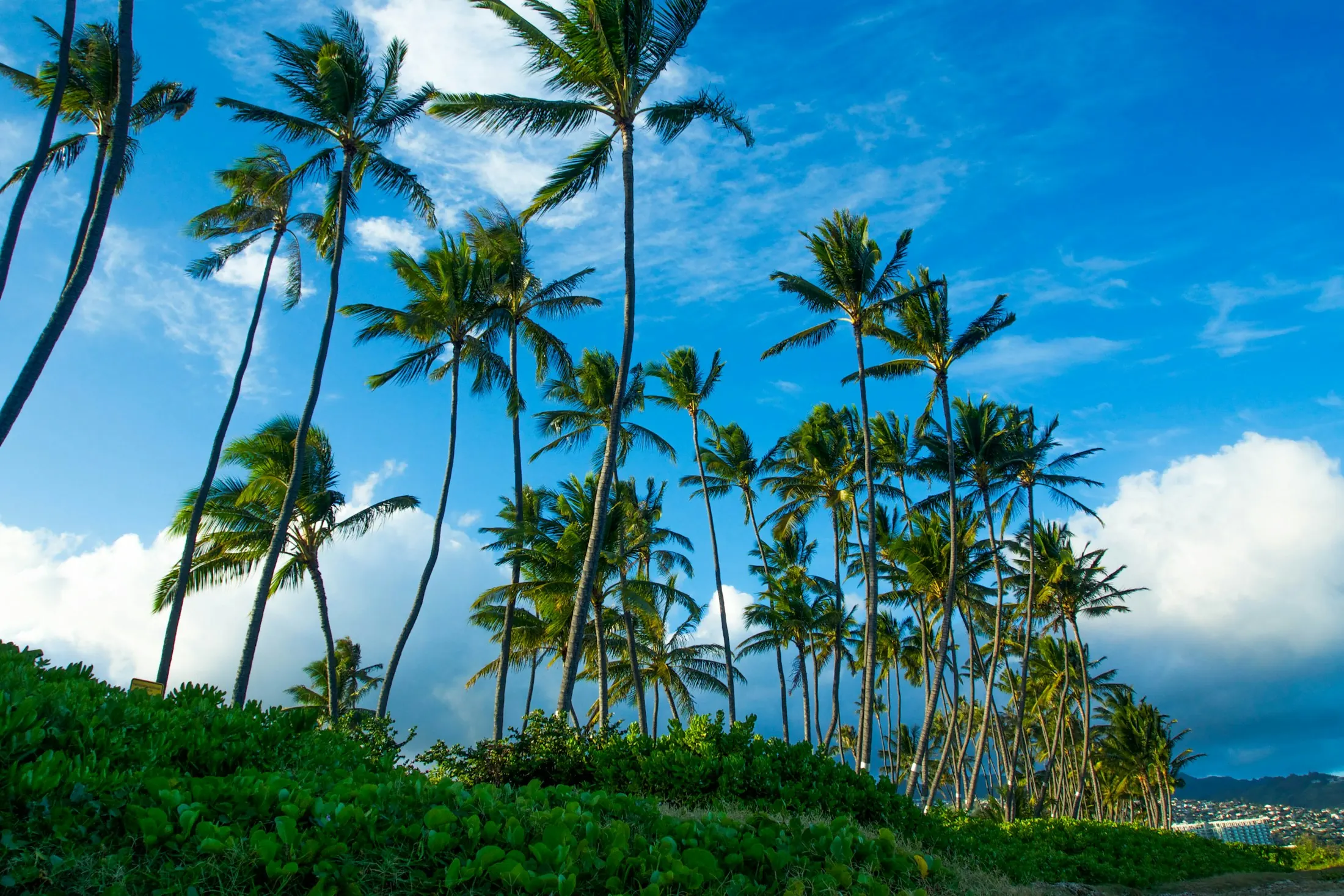 Dog friendly Honolulu