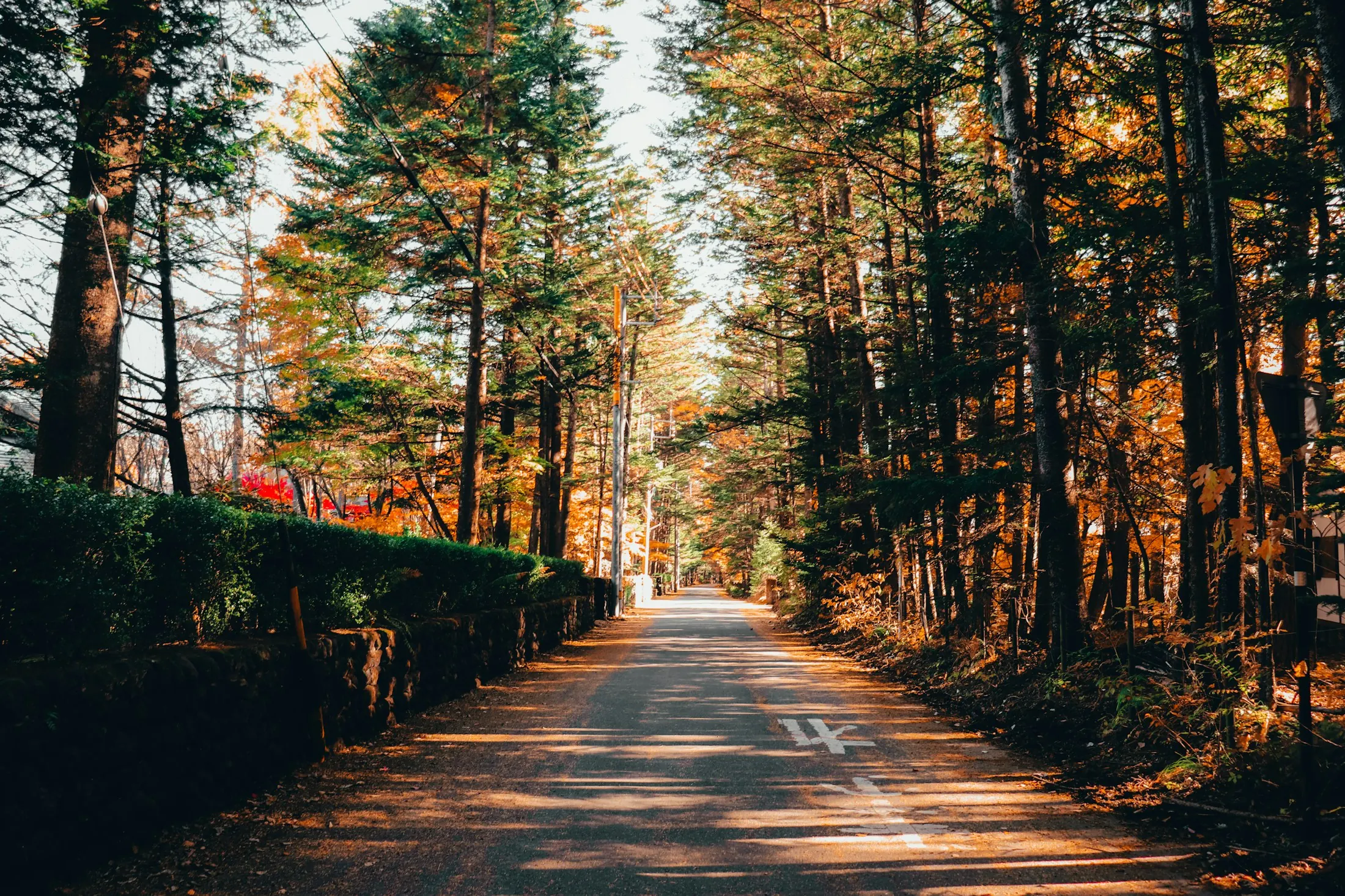 Dog friendly Karuizawa