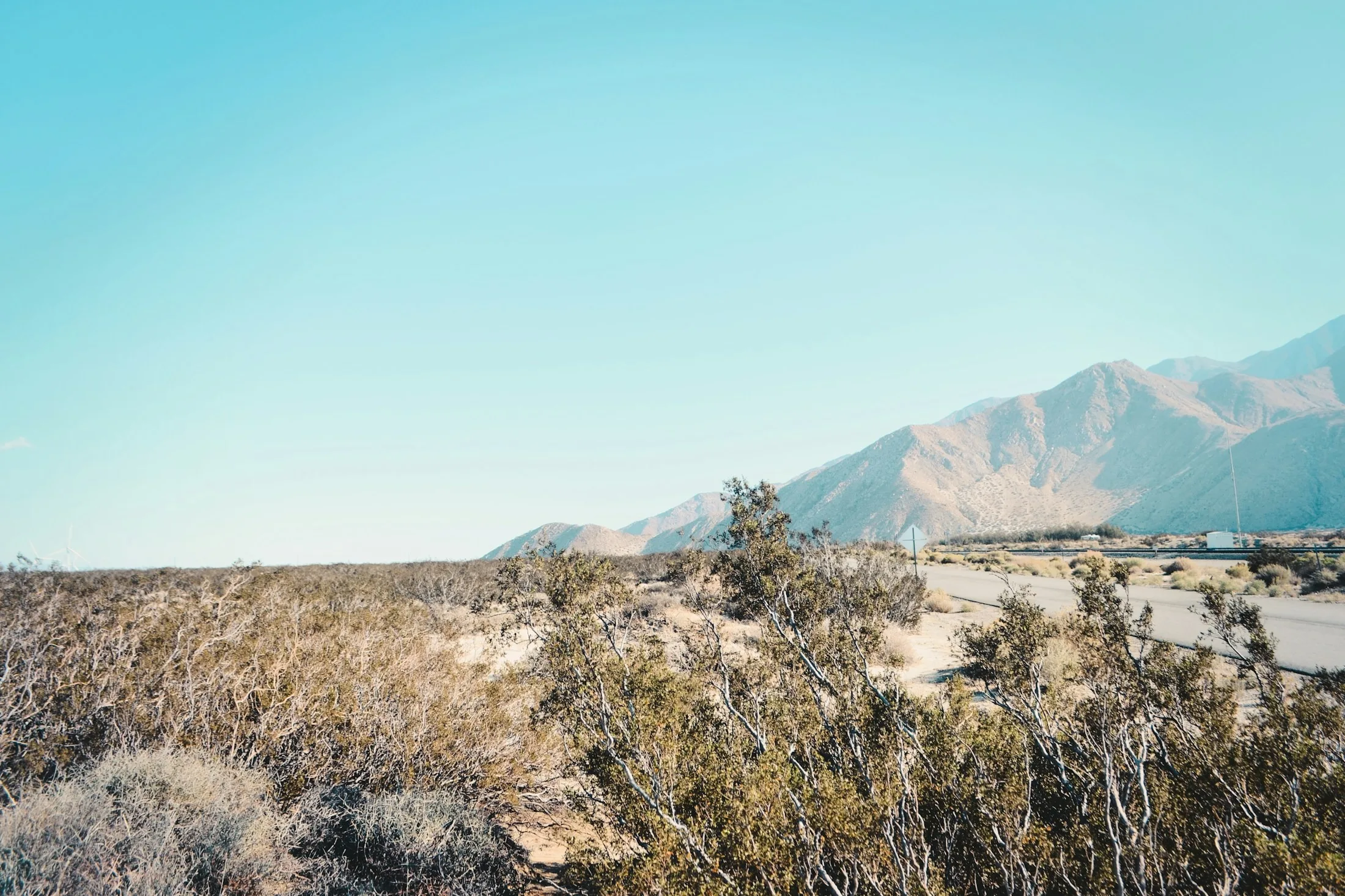 Dog friendly Palm Springs