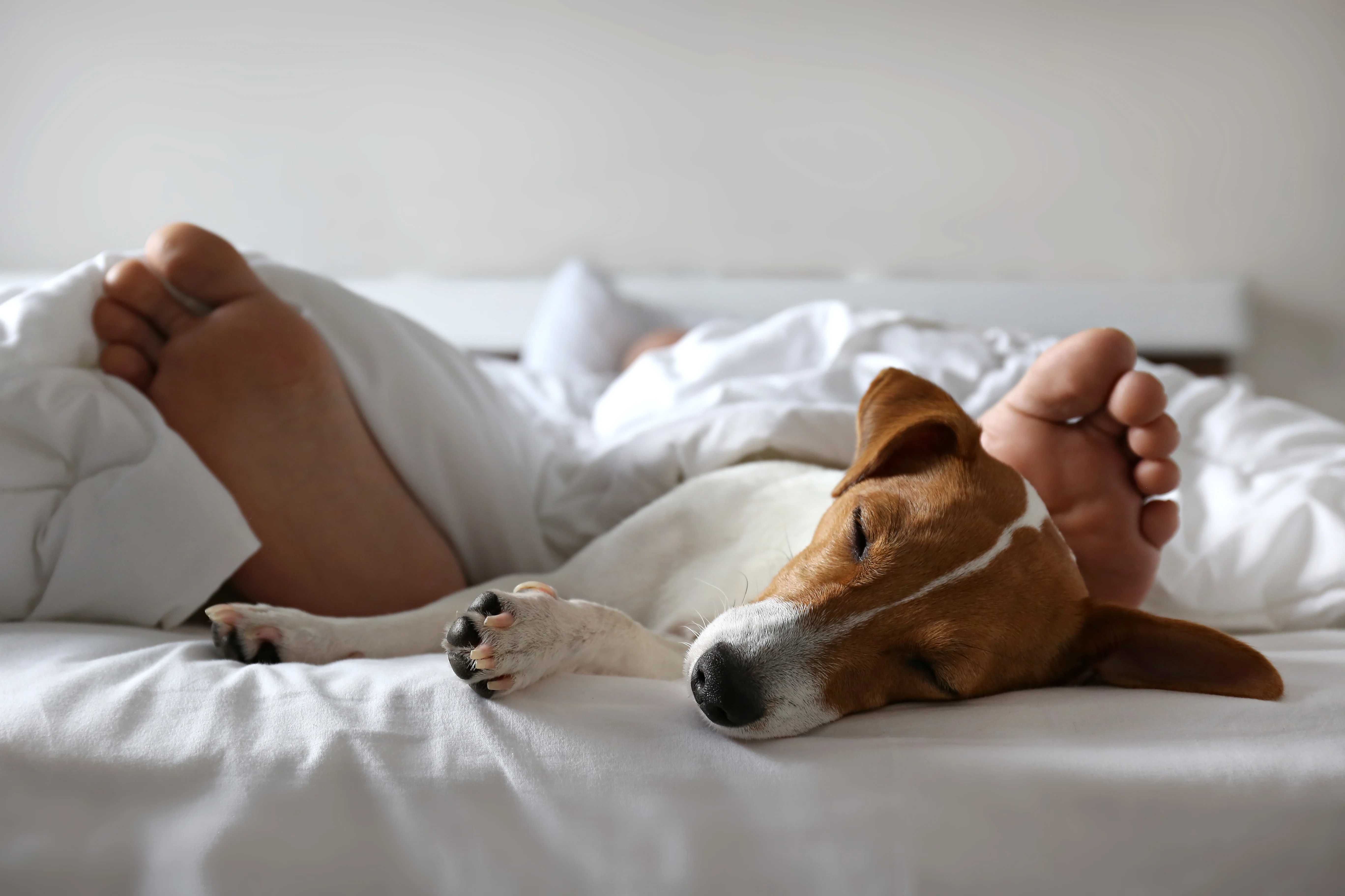 A dog asleep in bed beside its owner